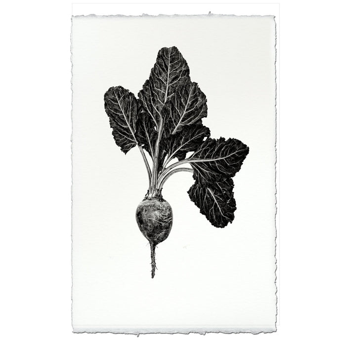 Red Beet