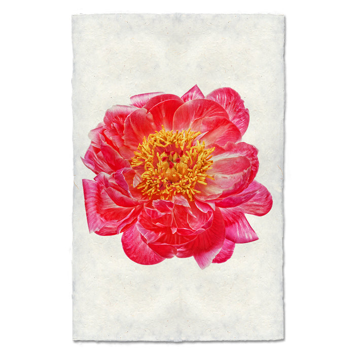 Red Peony