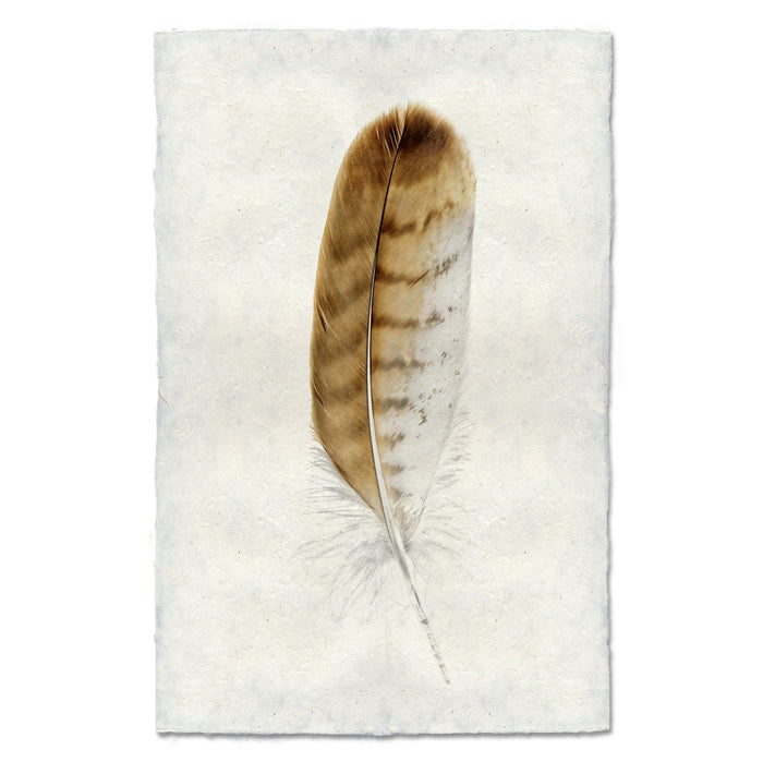 Red-Tailed Hawk colored feather wall art print — fine art feather photography on handmade paper, San Francisco