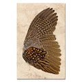 Ring Neck Pheasant (right)