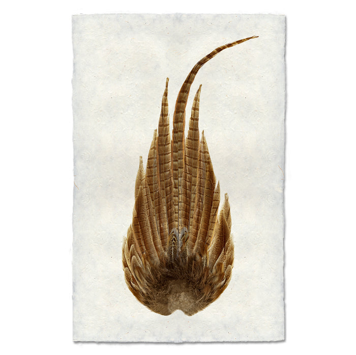 Ring Neck Pheasant Tail nature wall art print — fine art nature photography on handmade paper, San Francisco