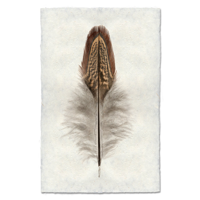 Ring Neck Pheasant colored feather wall art print — fine art feather photography on handmade paper, San Francisco