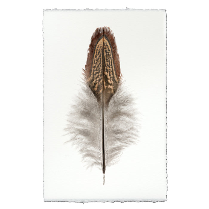 Ring Neck Pheasant