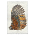 Rooster Wing (Right) nature wall art print — fine art nature photography on handmade paper, San Francisco