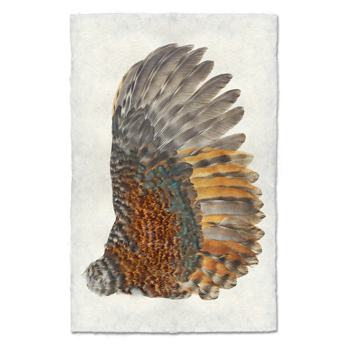 Rooster Wing (Right) nature wall art print — fine art nature photography on handmade paper, San Francisco