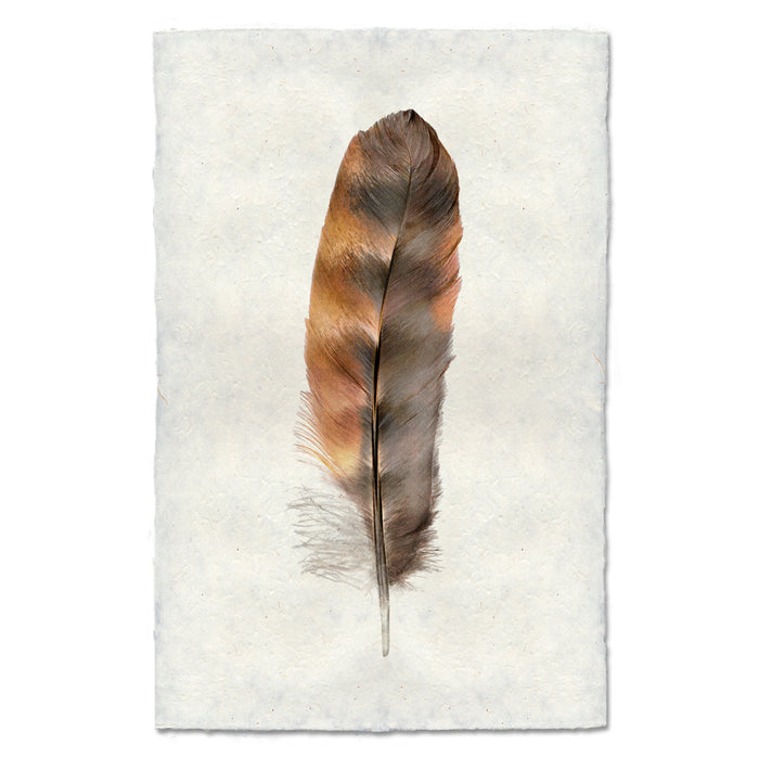 Rooster colored feather wall art print — fine art feather photography on handmade paper, San Francisco