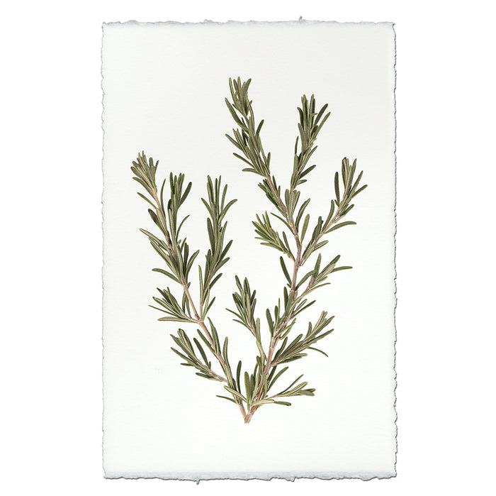 Rosemary