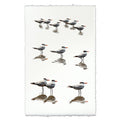 Royal Terns coastal wall art print — fine art coastal photography on handmade paper, San Francisco