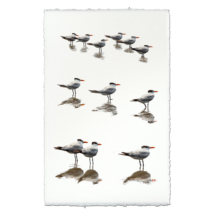Royal Terns coastal wall art print — fine art coastal photography on handmade paper, San Francisco