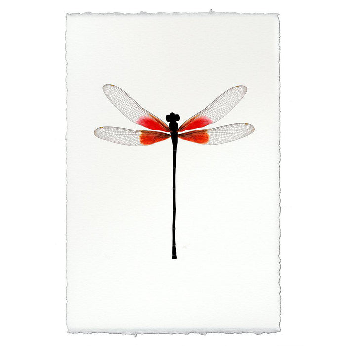 Ruby Damsel