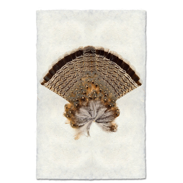 Ruffed Grouse Tail nature wall art print — fine art nature photography on handmade paper, San Francisco