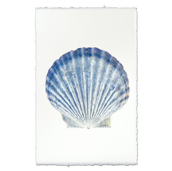 Scallop Shell #5
