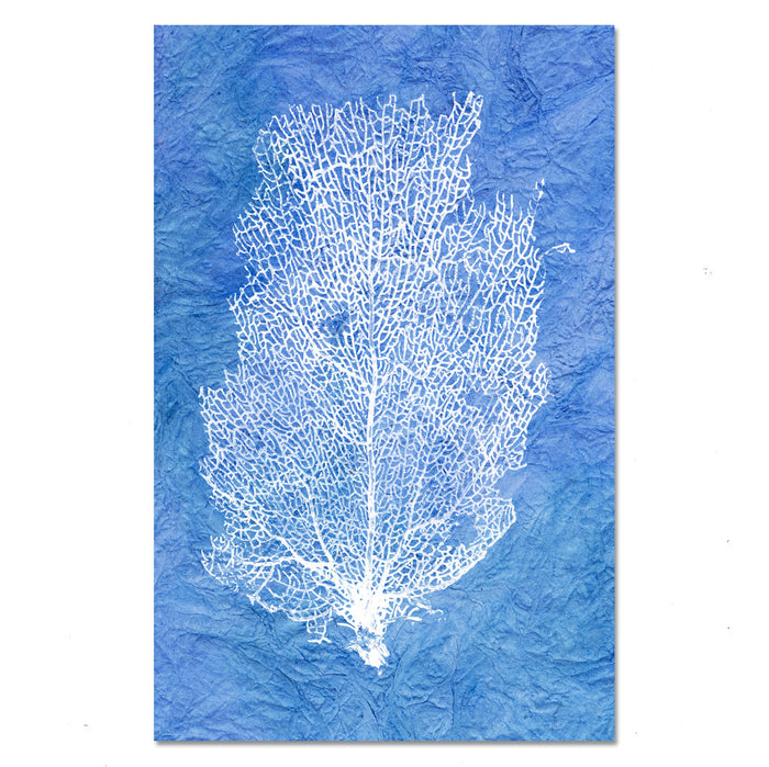 Sea Fan #2