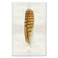 Short-Eared Owl colored feather wall art print — fine art feather photography on handmade paper, San Francisco