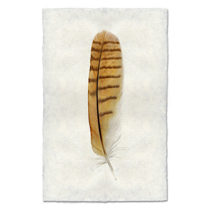 Short-Eared Owl colored feather wall art print — fine art feather photography on handmade paper, San Francisco