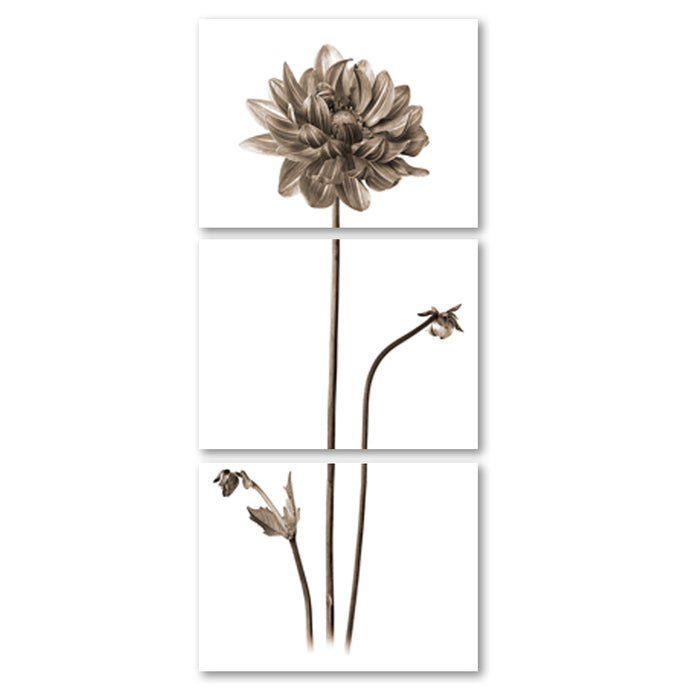 Single Dahlia Trilogy