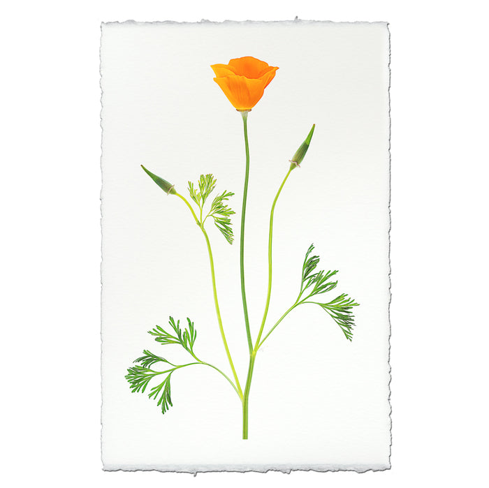 Single Poppy #2