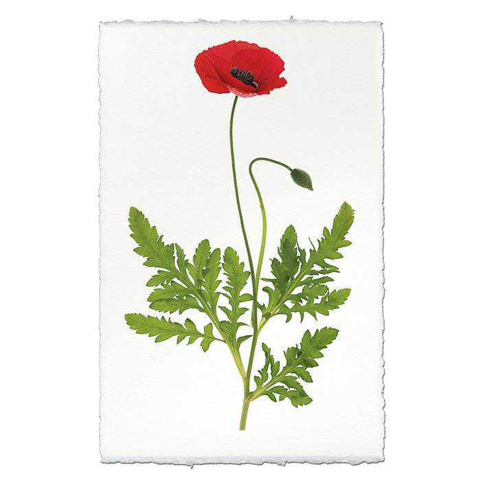 Single Poppy #3