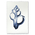 Single Shell coastal wall art print — fine art coastal photography on handmade paper, San Francisco