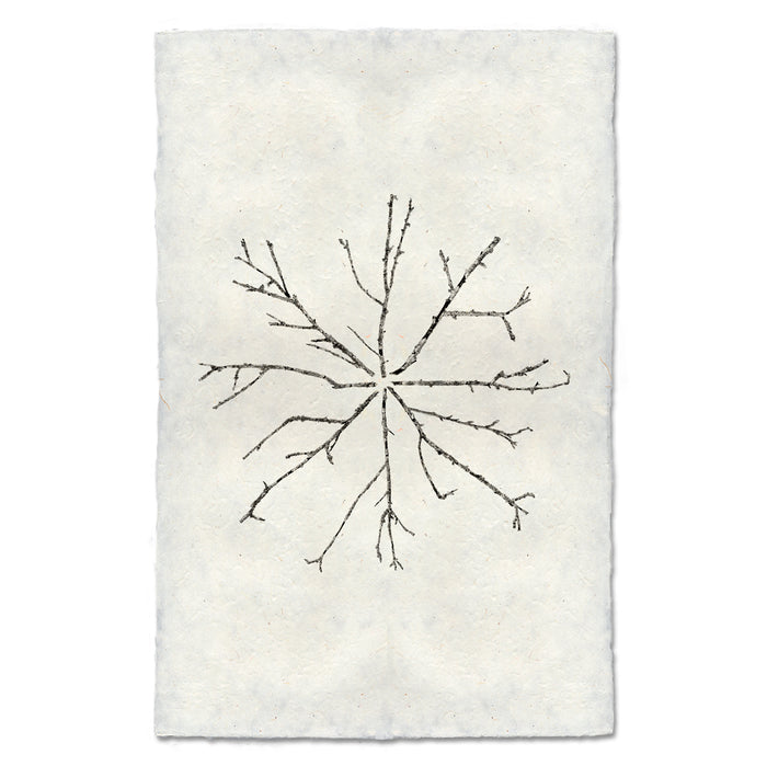 Snowflake botanical wall art print — fine art minimalist photography on handmade paper, San Francisco