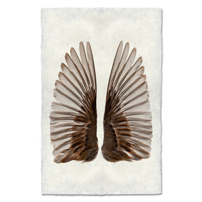Sparrow Wings nature wall art print — fine art nature photography on handmade paper, San Francisco