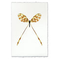 Spoonfly