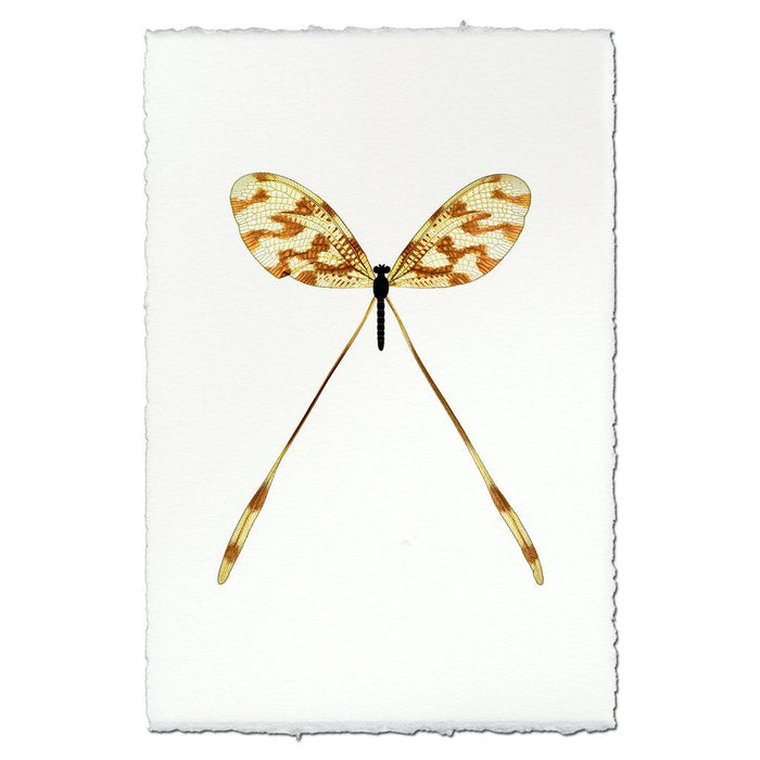 Spoonfly
