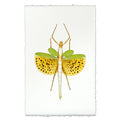 Spotted Stick Bug