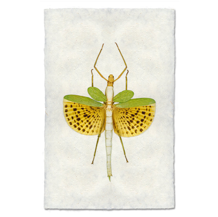 Spotted Stick Bug