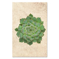 Succulent #5 (E. Setosa Diminuta)