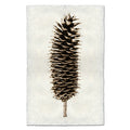 Sugar Pine Cone earthy wall art print — fine art Organic photography on handmade paper, San Francisco