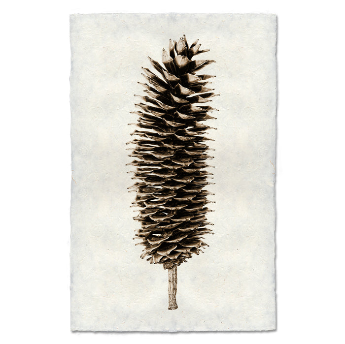 Sugar Pine Cone earthy wall art print — fine art Organic photography on handmade paper, San Francisco