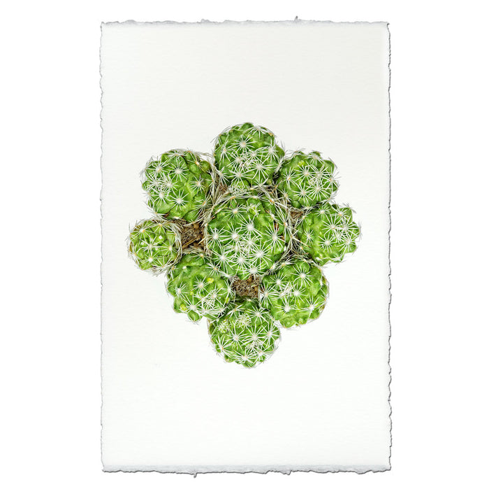 Thimble Cactus