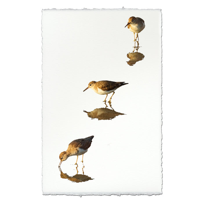 Three Sandpipers coastal wall art print — fine art coastal photography on handmade paper, San Francisco