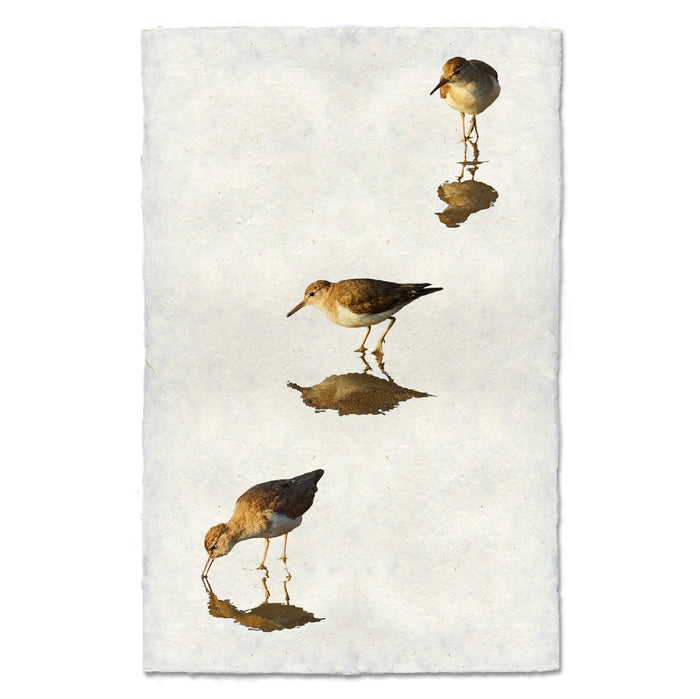Three Sandpipers