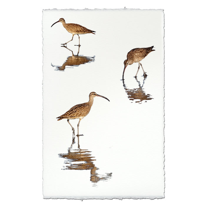Three Whimbrels coastal wall art print — fine art coastal photography on handmade paper, San Francisco