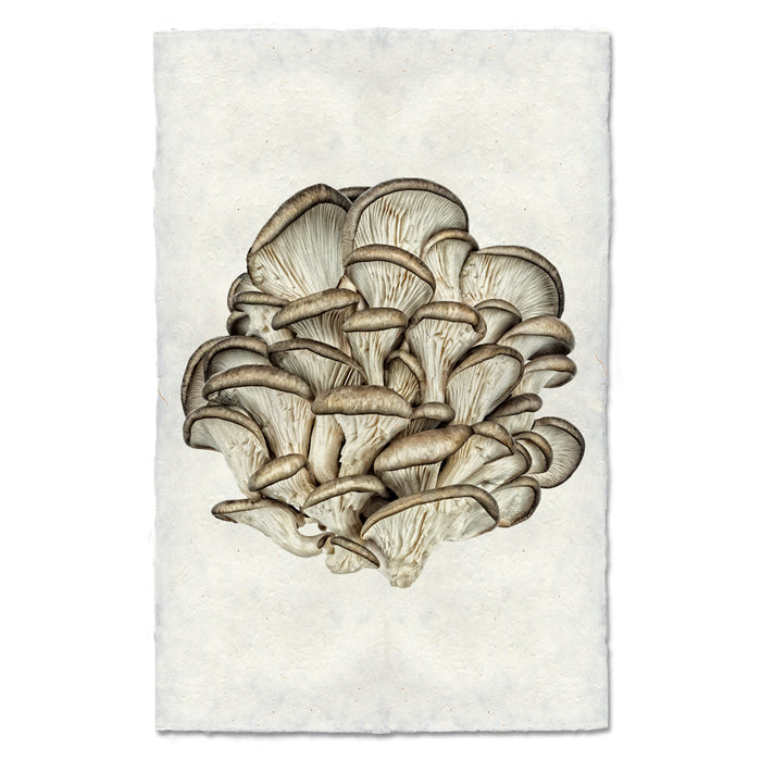 Tree Oysters