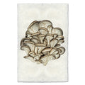 Tree Oysters