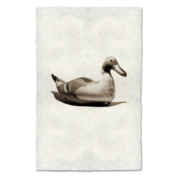 Tri-colored Decoy