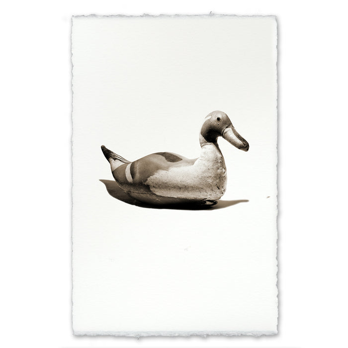 Tri-colored Decoy