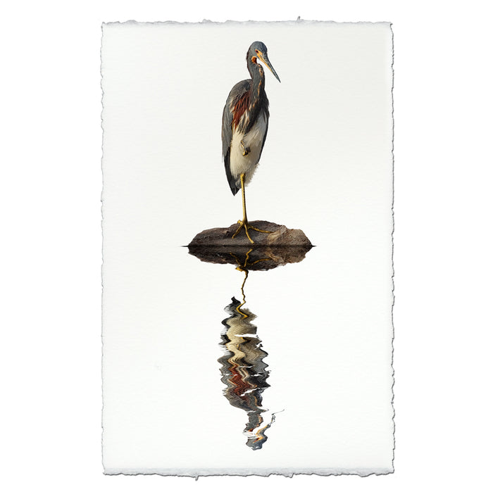 Tricolored Heron coastal wall art print — fine art coastal photography on handmade paper, San Francisco