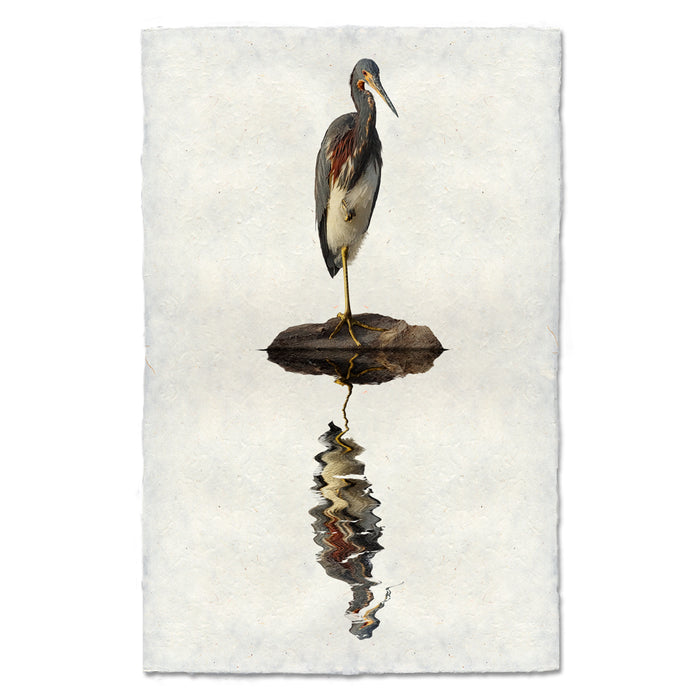 Tricolored Heron