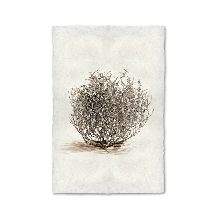 Tumbleweed #1 boho wall art print — fine art Desert photography on handmade paper, San Francisco