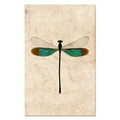 Turquoise Damsel