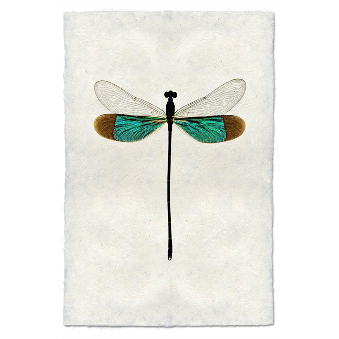 Turquoise Damsel