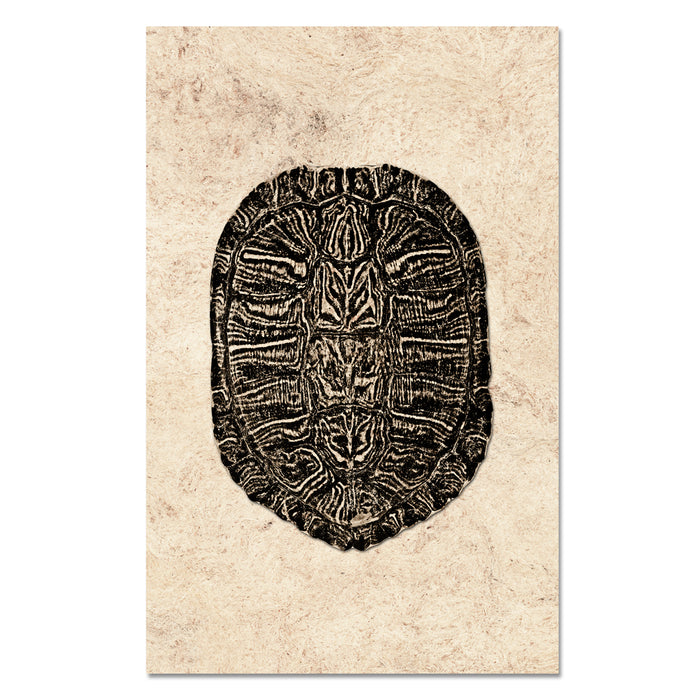 Turtle Shell #1