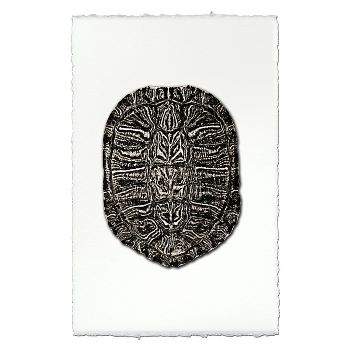 Turtle Shell #1