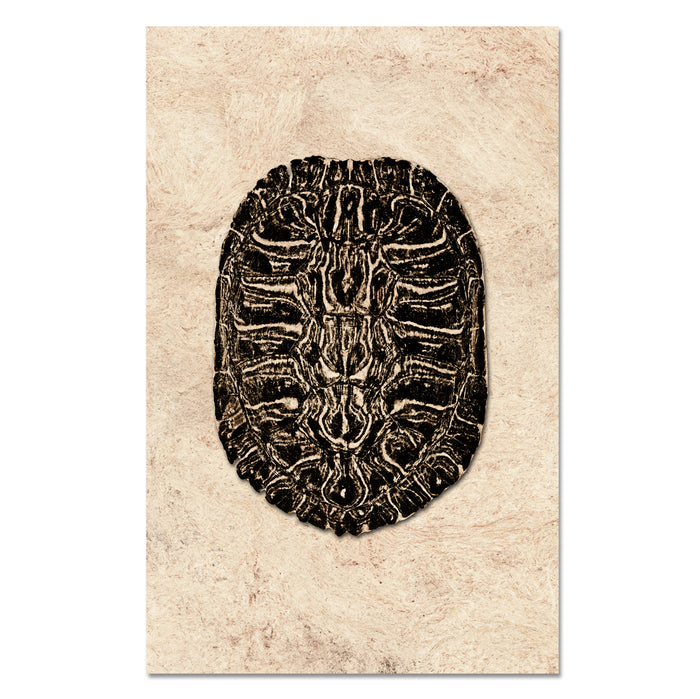 Turtle Shell #2