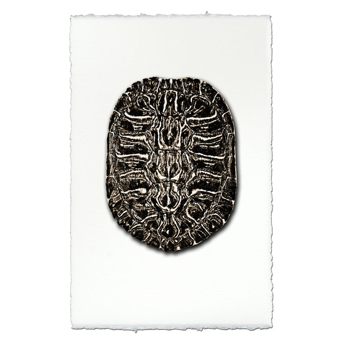 Turtle Shell #2