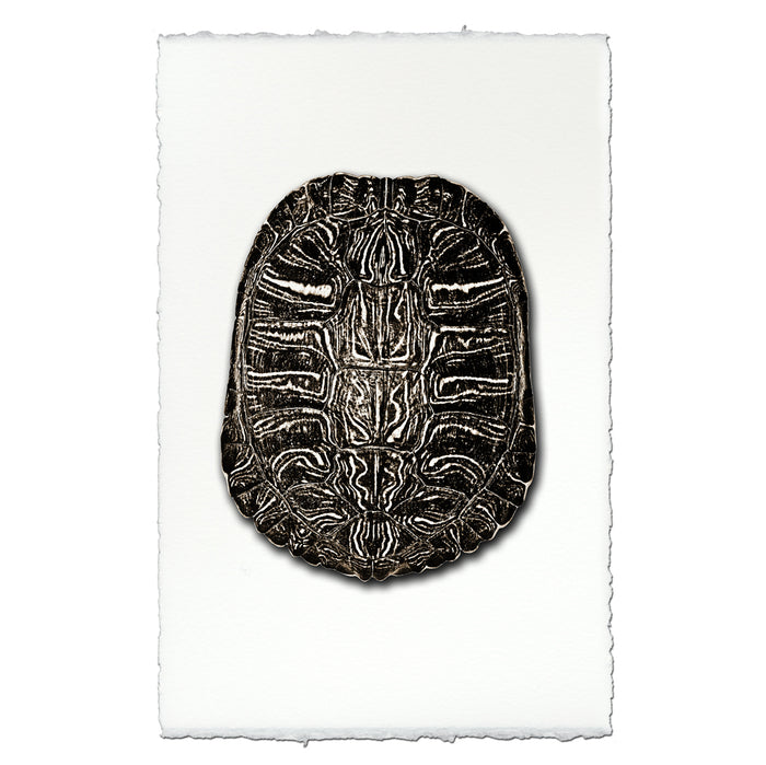 Turtle Shell #3